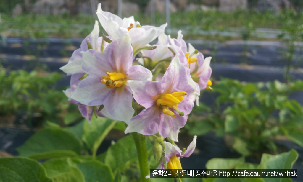 산들내 이미지