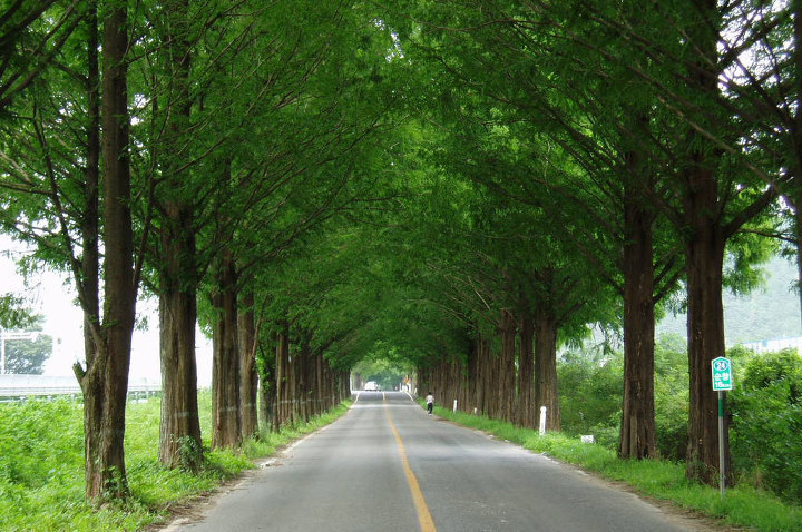 아름다운 나무 터널.jpg | 인스티즈