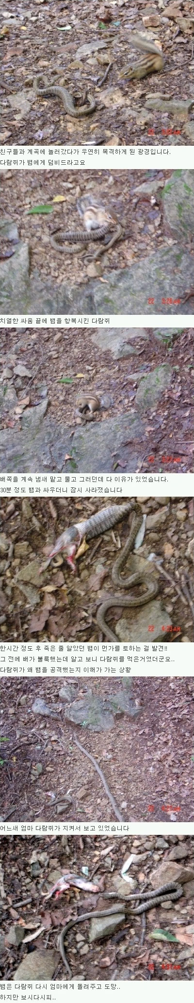 다람쥐가 뱀한테 덤빈 이유.jpg(혐오주의) | 인스티즈