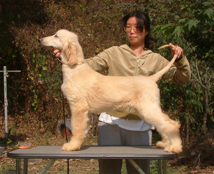 리핏 이미지