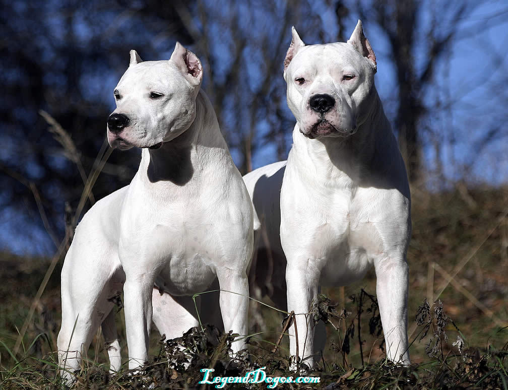 도고(DOGO) 이미지