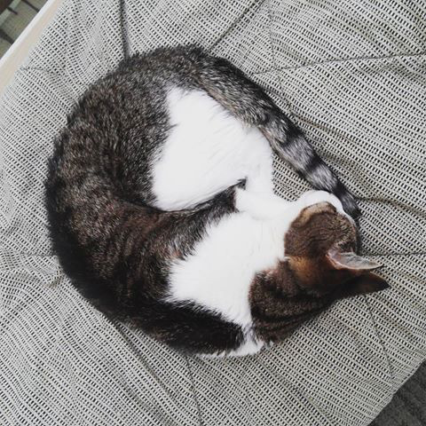 보면 기분이 좋아지는 고양이 자세들 | 인스티즈