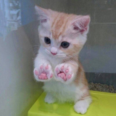 Tumblr : #cat #pink | 인스티즈