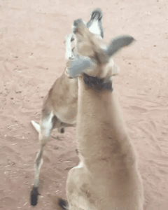 실제 남자들 싸우는 모습.gif | 인스티즈