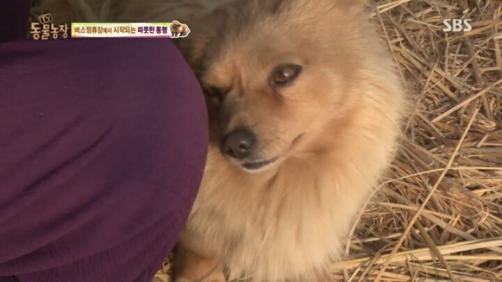 [동물농장] 할머니와 발바리의 따뜻한 우정 | 인스티즈