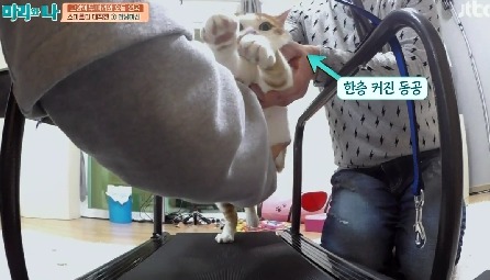[마리와나] 뚱보냥 호동이 다이어트 시키기 (feat.먼지) | 인스티즈