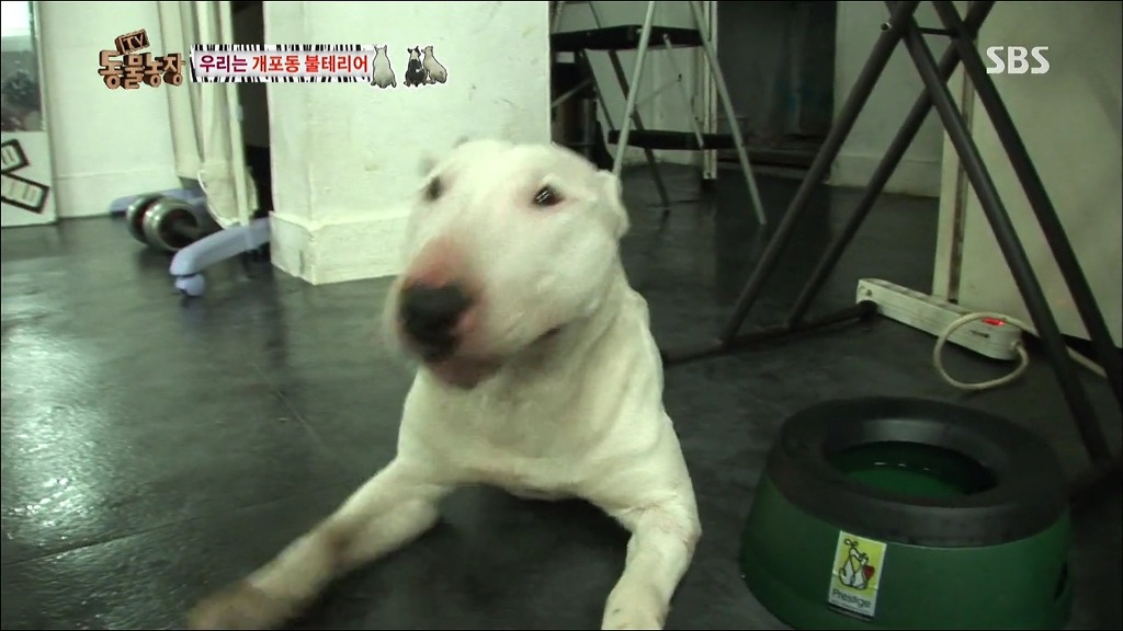 주인이 100프로 노린 개 이름.jpg | 인스티즈