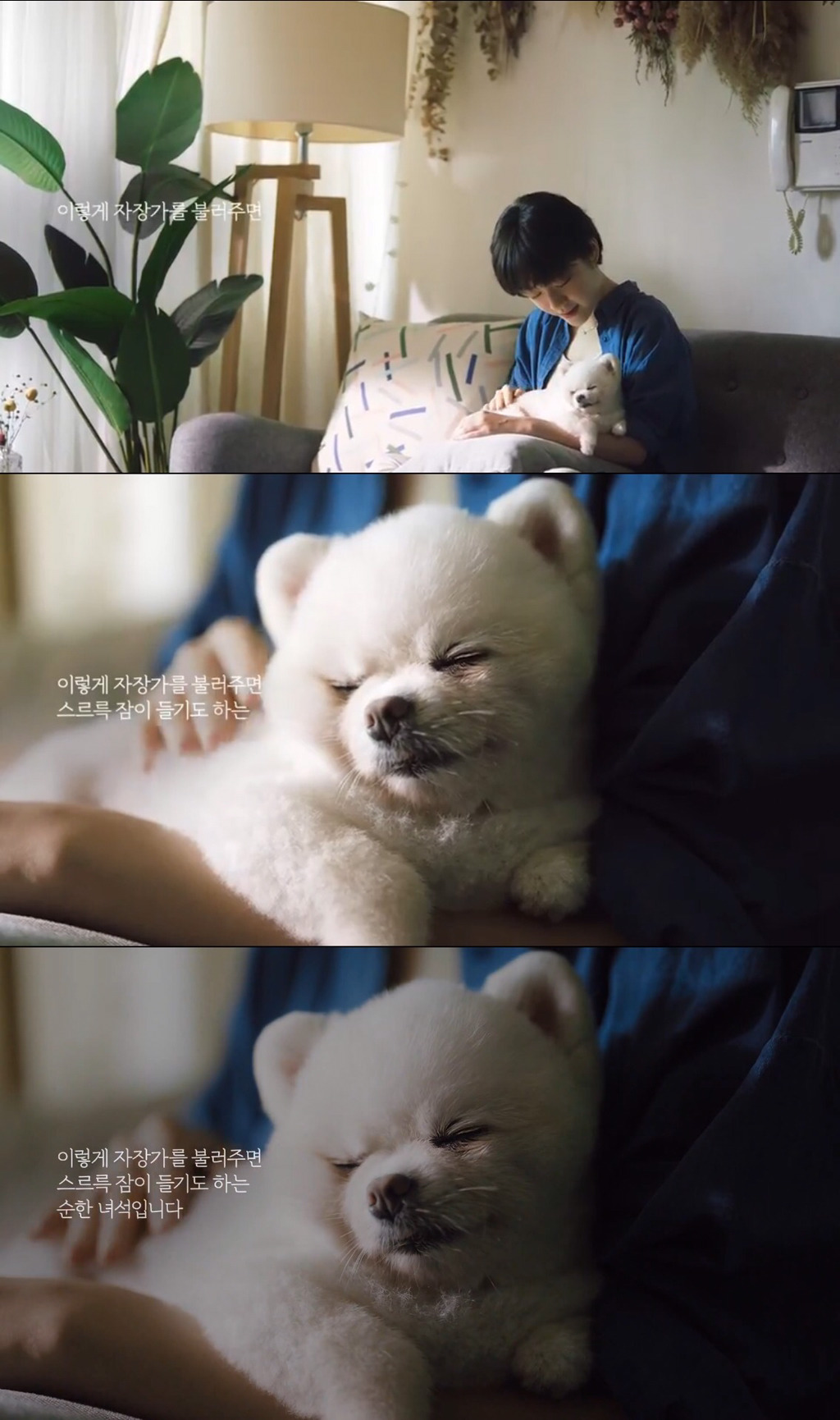 [눈물주의] 반려동물 반려인이라면 홀린듯 끝까지 보게 되는 유튜브 광고 | 인스티즈