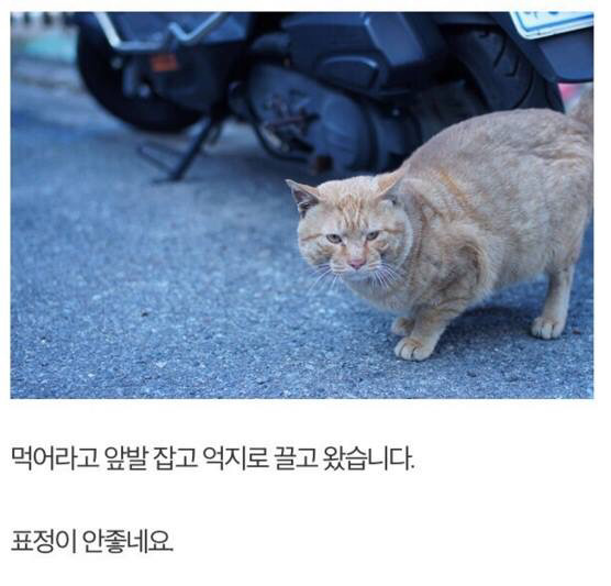 길고양이에게 정성스러운 먹이를 준비해보았다 | 인스티즈