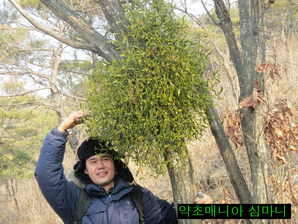 소나무 군락지 이미지