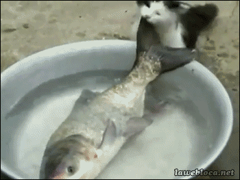 이거 다 내꺼다냥.gif | 인스티즈