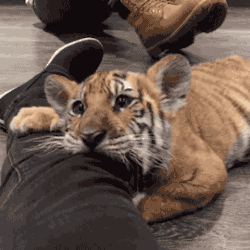 새끼 호랑이.jpgif | 인스티즈