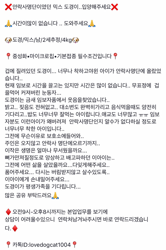 안락사 위기인 애들 보구가줘!!ㅠㅠ | 인스티즈