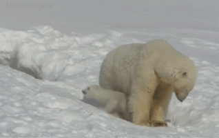 귀요미 북극곰들.gif | 인스티즈