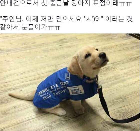 안내견으로서 첫출근날 강아지 표정 | 인스티즈