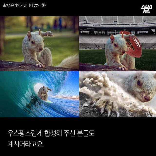 다람쥐 마블설의 진실 (feat.귀여움 뒤에 숨은 안타까운 사연ㅠㅠ) | 인스티즈