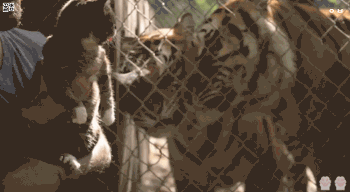 집사야 이게뭐냐 대체.gif | 인스티즈