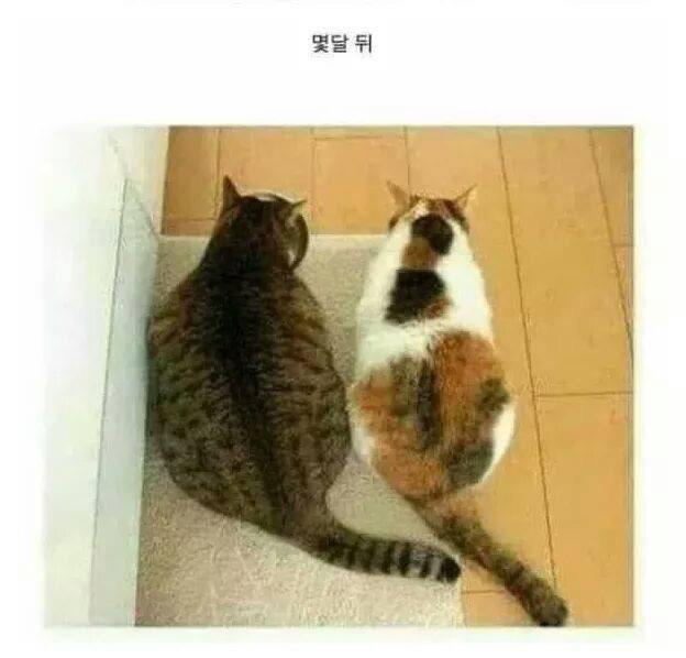 너랑내가 같이 다이어트하면 안되는 이유 | 인스티즈