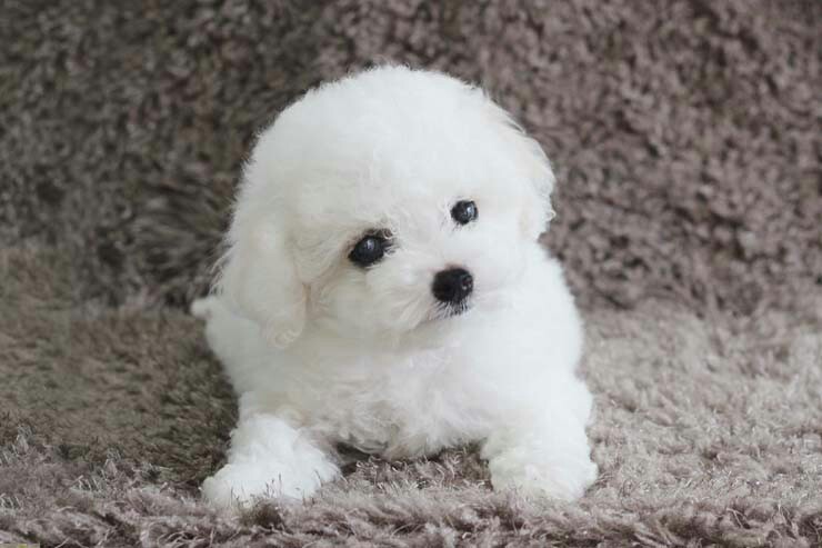 토실토실 이미지