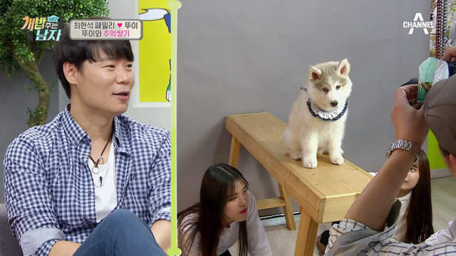 겁나 귀여운 최현석 셰프 강아지 뚜이(오드아이 시베리안 허스키).jpg | 인스티즈
