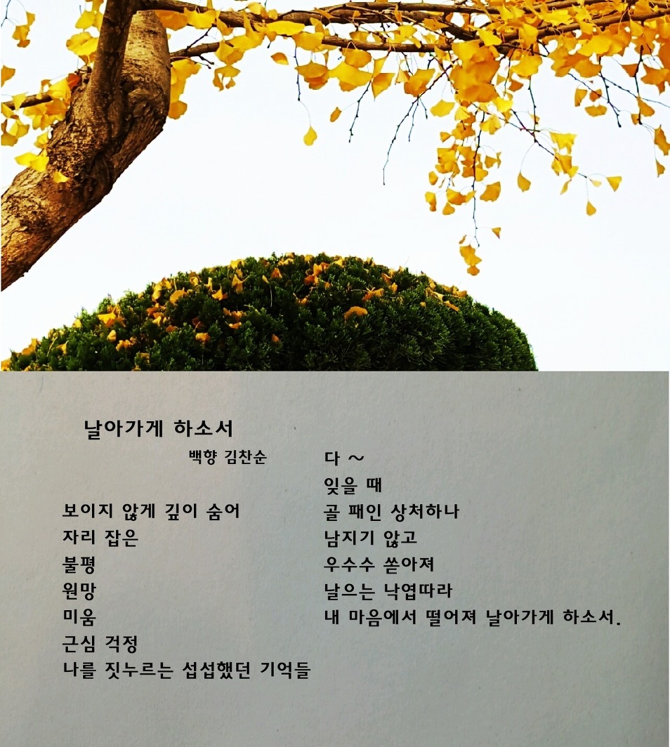 백향 이미지