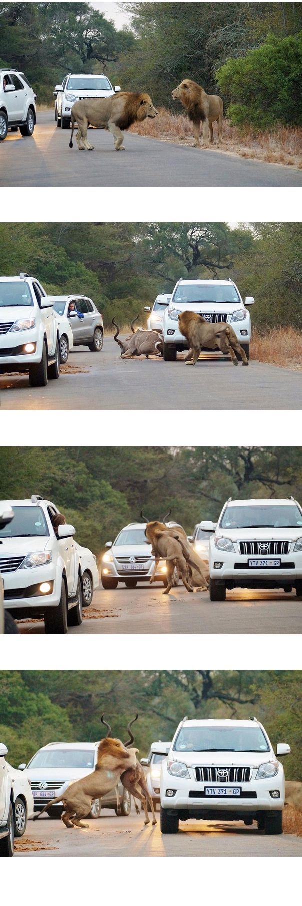 흔한 아프리카의 출근길 | 인스티즈