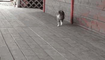 어디서나 당당하게 걷기.gif | 인스티즈
