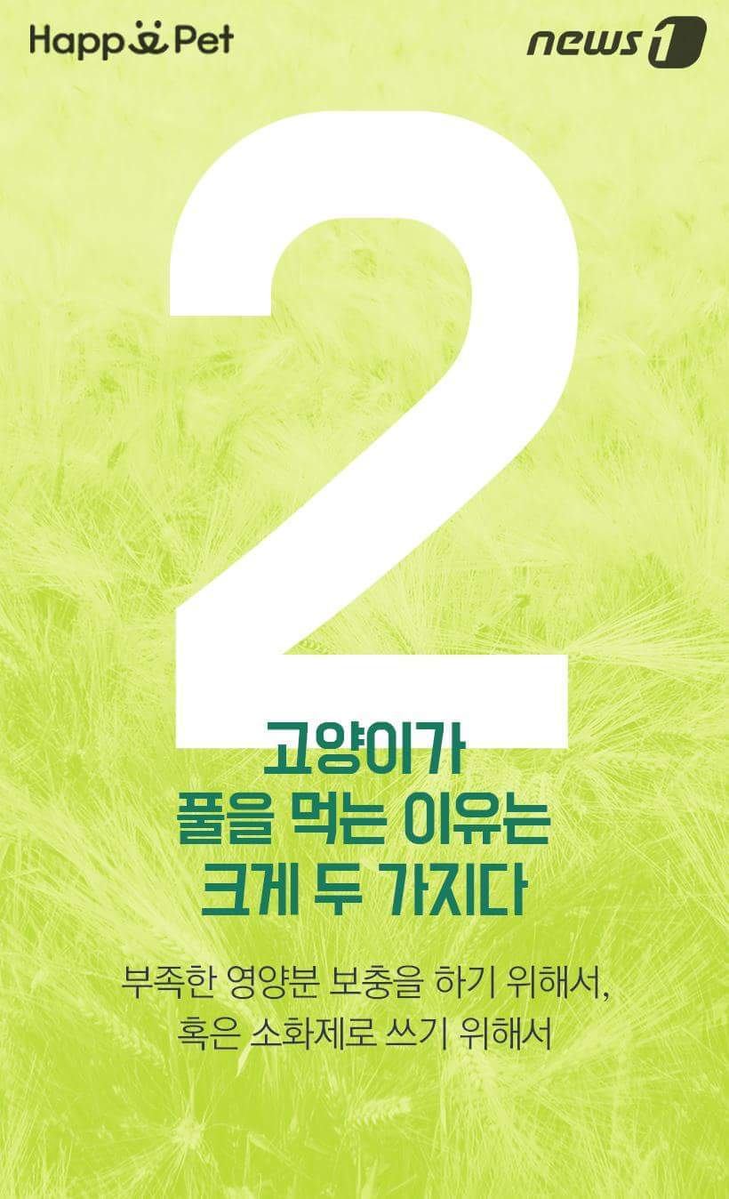 고양이가 풀을 먹는 이유 | 인스티즈