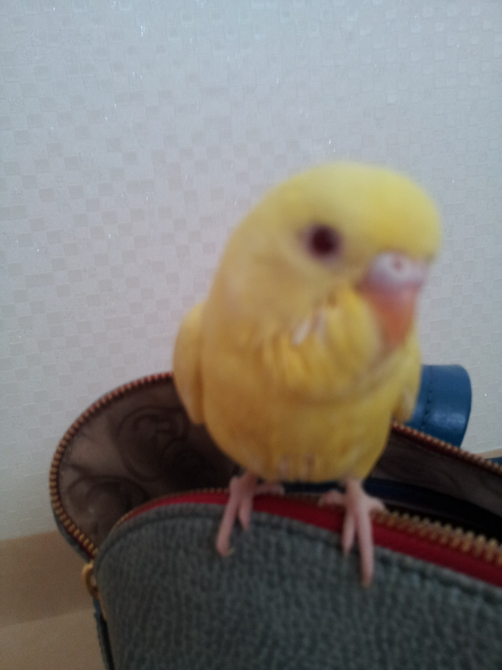모이 이미지
