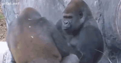재밌게 노는 고릴라.gif | 인스티즈