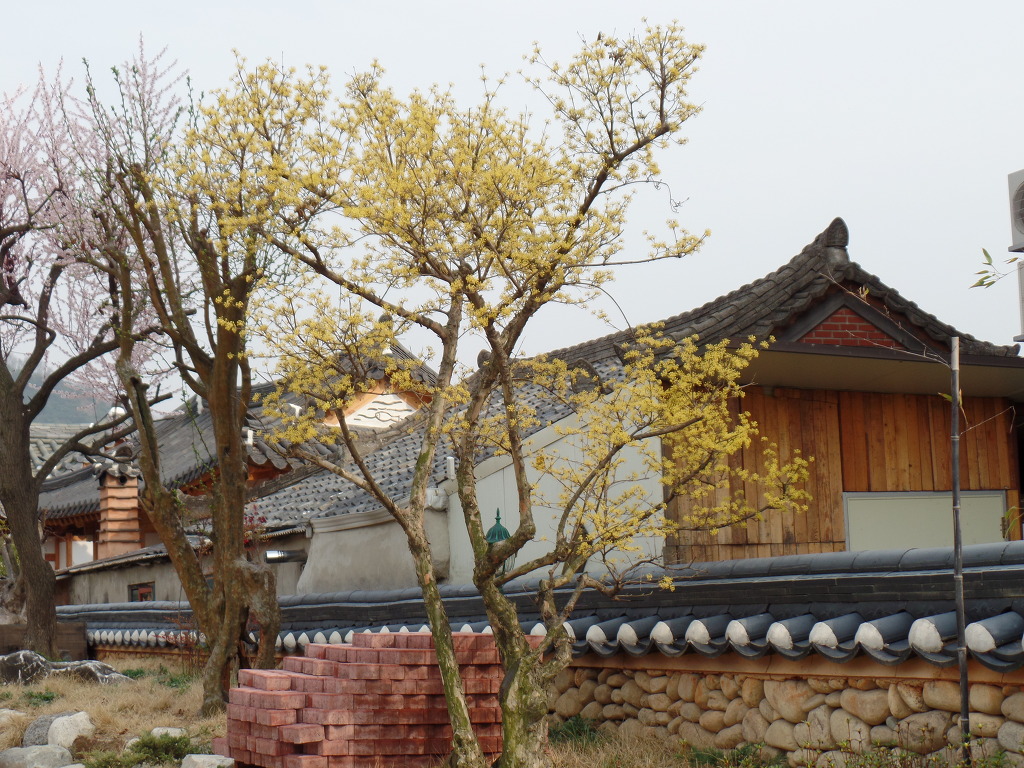 한옥마을의 화사한 봄꽃 감상 | 인스티즈
