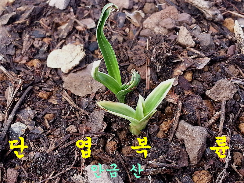 일란 이미지