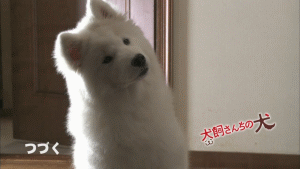 개들 호기심 만땅일때 리액션.jpgif | 인스티즈