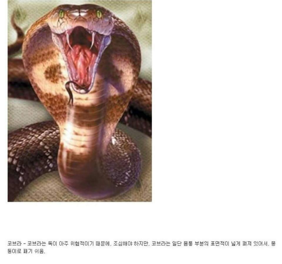 동물이랑 1대1로 싸워서 이기는 방법 개꿀팁. jpg | 인스티즈