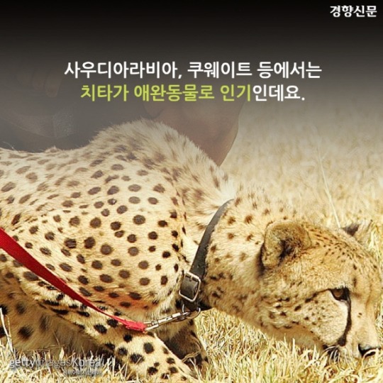  치타가 사라진다 | 인스티즈