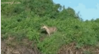 재규어의 흔한 물고기 사냥.gif | 인스티즈