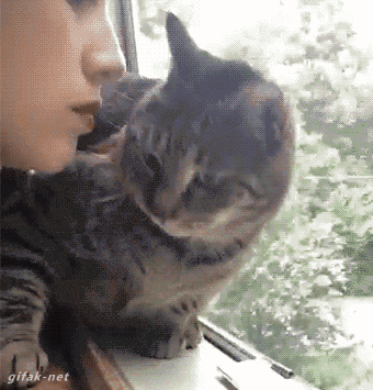 뽀뽀하는 주인에 대한 고양이의 시선.gif(혐오주의) | 인스티즈