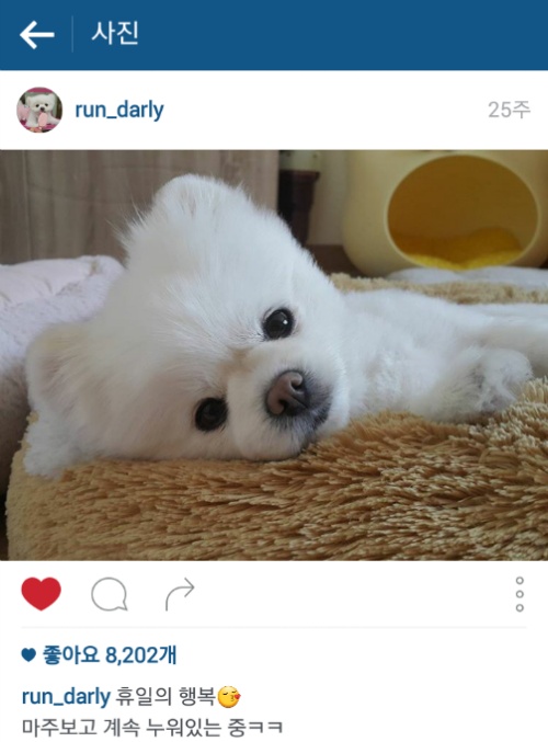 유기견에서 스타강아지가 되기까지 달리의 변화모습 | 인스티즈