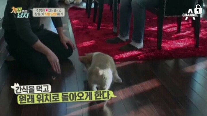 [개밥주는남자] 웰시코기 삼둥이 대중소 식탐고치기 (feat.갓형욱) | 인스티즈