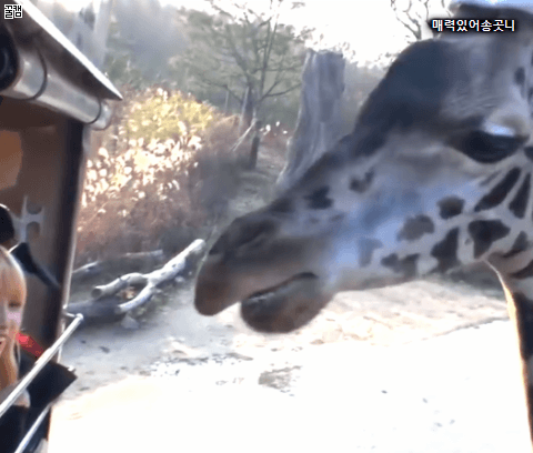 기린 보고 놀란 사나.GIF | 인스티즈