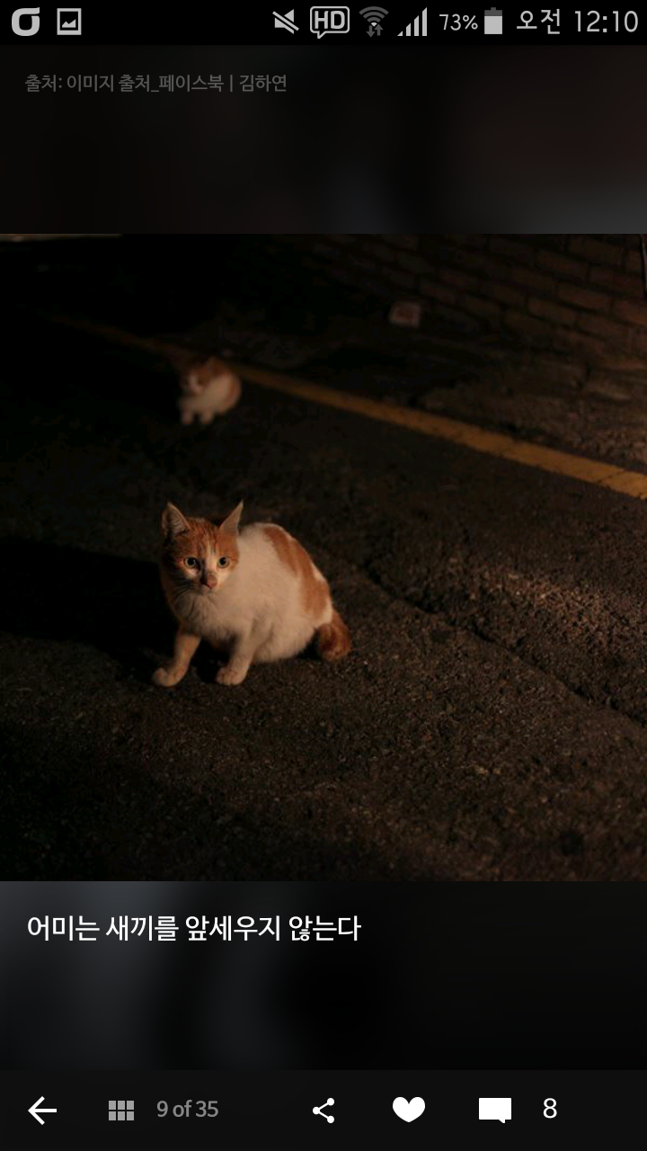 비가오나 눈이오나 길냥이 사진을 찍는 작가 | 인스티즈