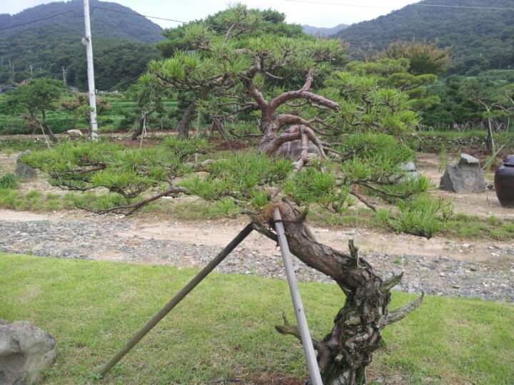 소나무주 이미지