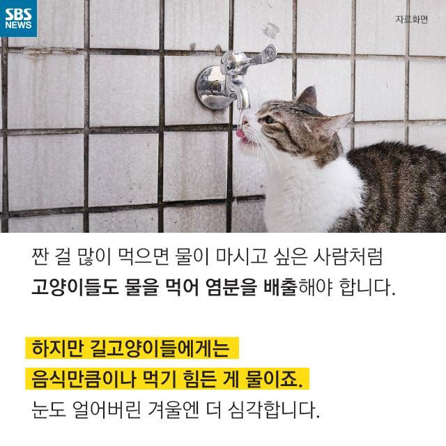 길 고양이가 뚱뚱한 이유..jpg | 인스티즈