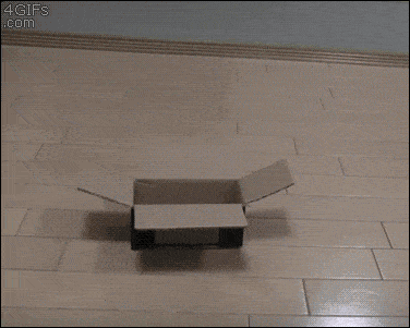 고양이는 박스를 좋아한다.gif | 인스티즈