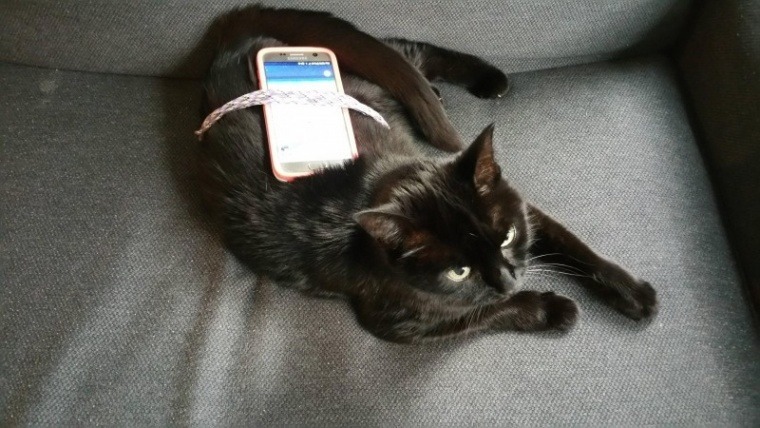 이쯤에서 다시보는 양덕들 포켓몬고 알부화시키기 | 인스티즈