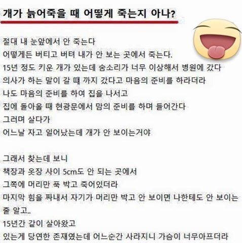 강아지와 주인의 이별법 | 인스티즈