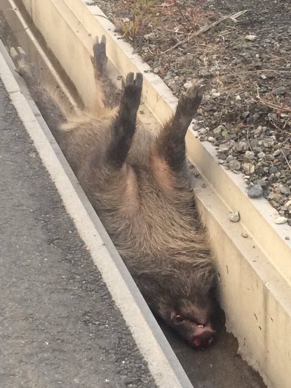 멧돼지가 도랑에 빠지는 ㅋㅋㅋㅋ | 인스티즈