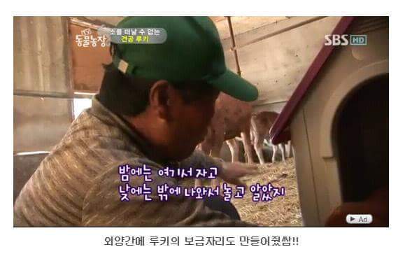 의리빼면 시체인 강아지 | 인스티즈