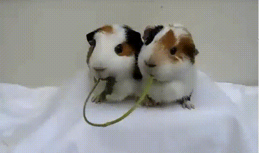 키스 타임.gif | 인스티즈