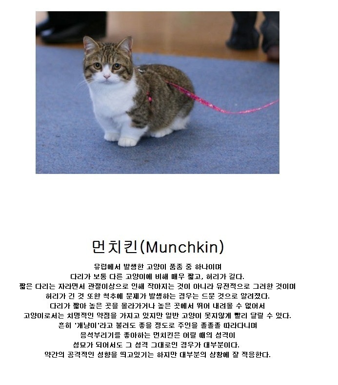 분양가 최소100만원인 고양이 | 인스티즈